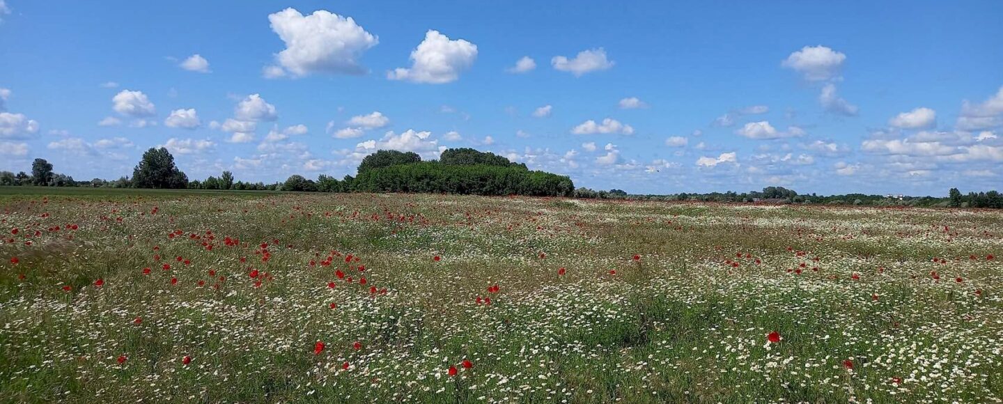 Őszi gyógynövények a szegedi Fehér-tavon